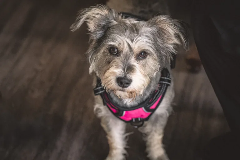 Our office dog is pictured here at our copier company office in Sunrise, Florida.
